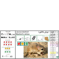 گونه دوپای بلانفورد Blanford’s jerboa